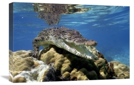 Mike Parry - Saltwater Crocodile underwater, South Australia.
