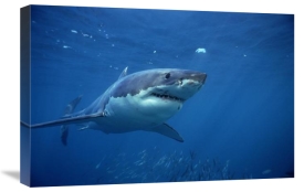 Mike Parry - Great White Shark swimming underwater, Neptune Islands, South Australia