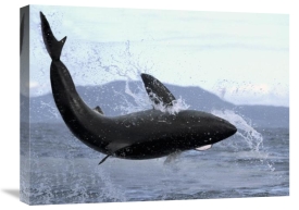 Mike Parry - Great White Shark leaping out of water to catch seal, False Bay, South Africa