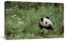 Fritz Polking - Giant Panda year old male, Wolong Valley, Himalayas, China