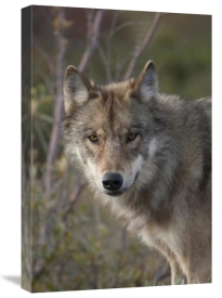 Michael Quinton - Gray Wolf portrait, Alaska