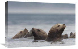 Michael Quinton - Steller's Sea Lion group, Alaska
