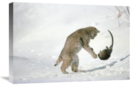 Michael Quinton - Bobcat hunting Muskrat in the winter, Idaho