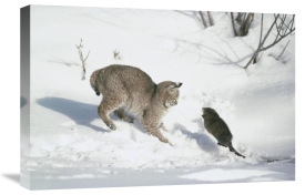 Michael Quinton - Bobcat hunting Muskrat in the winter, Idaho