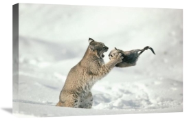 Michael Quinton - Bobcat capturing Muskrat in the winter, Idaho