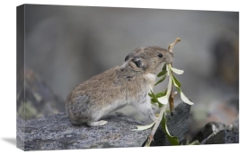 Michael Quinton - American Pika carrying vegetation in mouth, Yukon, Canada