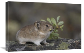 Michael Quinton - American Pika carrying vegetation in mouth, Yukon, Canada