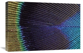 Silvia Reiche - Peacock Feather