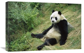 Cyril Ruoso - Giant Panda, Woolong