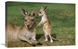 Cyril Ruoso - Eastern Grey Kangaroo mother with joey, Australia