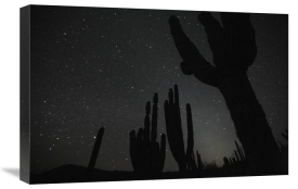 Cyril Ruoso - Cardon cacti by night with stars, El Vizcaino Biosphere Reserve, Mexico. Sequence 2 of 2