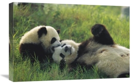 Cyril Ruoso - Giant Panda female and year old cub playing, Chengdu Panda Breeding Research Center, China