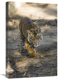 San Diego Zoo - Tiger cub, native to Asia