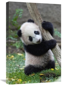 San Diego Zoo - Giant Panda cub, native to China