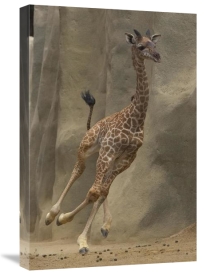 San Diego Zoo - Masai Giraffe calf running, native to Africa