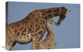 San Diego Zoo - Rothschild Giraffe mother and calf nuzzling, native to Africa