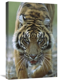 San Diego Zoo - Sumatran Tiger close-up portrait of female, endemic to Sumatra, Indonesia