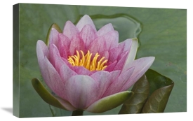 Joke Stuurman-Huitema - Amazon Water Lily flower, Netherlands