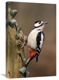 Frits Van Daalen - Great Spotted Woodpecker adult on tree trunk, Europe