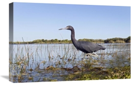 Marcel van Kammen - Little Blue Heron wading, Everglades National Park, Florida