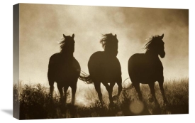 Konrad Wothe - Domestic Horse trio running at sunset, Oregon - Sepia