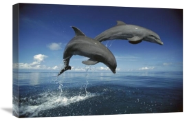 Konrad Wothe - Bottlenose Dolphin pair, Caribbean