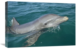 Konrad Wothe - Bottlenose Dolphin portrait, Honduras