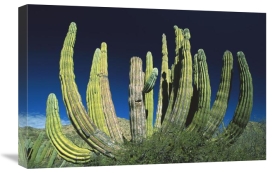 Konrad Wothe - Cardon cactus, Baja California, Mexico