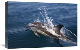 Konrad Wothe - Common Dolphin surfacing, Algarve, Portugal