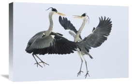 Konrad Wothe - Grey Heron pair fighting over a fish, Usedom, Germany