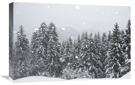 Konrad Wothe - Coniferous forest in winter, Alps, Upper Bavaria, Germany