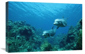 Konrad Wothe - Bottlenose Dolphin pair swimming over coral reef, Honduras