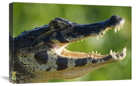 Konrad Wothe - Jacare Caiman or Paraguay Caiman thermoregulating by opening jaws, Pantanal, Brazil