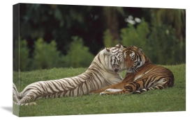 Konrad Wothe - Bengal Tiger affectionate pair, one with normal coloration and the other a melanistic white morph, India