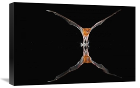 Christian Ziegler - Greater Bulldog Bat fishing, Smithsonian Tropical Research Station, Barro Colorado Island, Panama