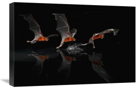 Christian Ziegler - Greater Bulldog Bat fishing, Smithsonian Tropical Research Station, Barro Colorado Island, Panama