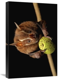 Christian Ziegler - Great Fruit-eating Bat feeding on fig, Smithsonian Tropical Research Station, Barro Colorado Island, Panama