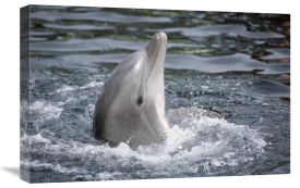 Flip Nicklin - Bottlenose Dolphin, Hawaii