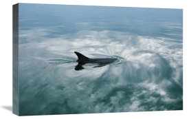 Flip Nicklin - Bottlenose Dolphin surfacing, Shark Bay, Australia