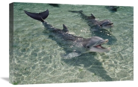 Flip Nicklin - Bottlenose Dolphin pair in shallow lagoon, Waikoloa Hyatt, Hawaii