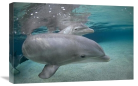 Flip Nicklin - Bottlenose Dolphin, Hawaii