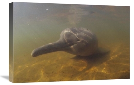 Flip Nicklin - Amazon River Dolphin, underwater portrait, Brazil