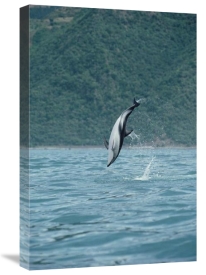 Flip Nicklin - Dusky Dolphin jumping, Kaikoura, New Zealand