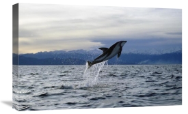 Flip Nicklin - Dusky Dolphin leaping, New Zealand