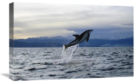 Flip Nicklin - Dusky Dolphin leaping, New Zealand
