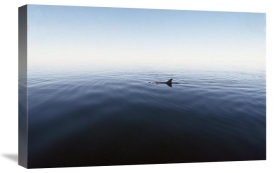 Flip Nicklin - Bottlenose Dolphin surfacing, Shark Bay, Australia