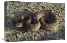 Larry Minden - Red Rattlesnake, Baja California, Mexico