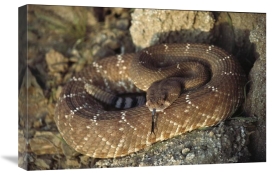 Larry Minden - Red Rattlesnake sensing with its tongue, Baja, Mexico