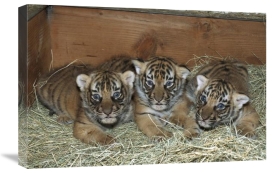 San Diego Zoo - Indochinese Tiger cubs in sleeping box, native to Indochina