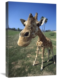 San Diego Zoo - Rothschild Giraffe portrait, native to Africa south of the Sahara